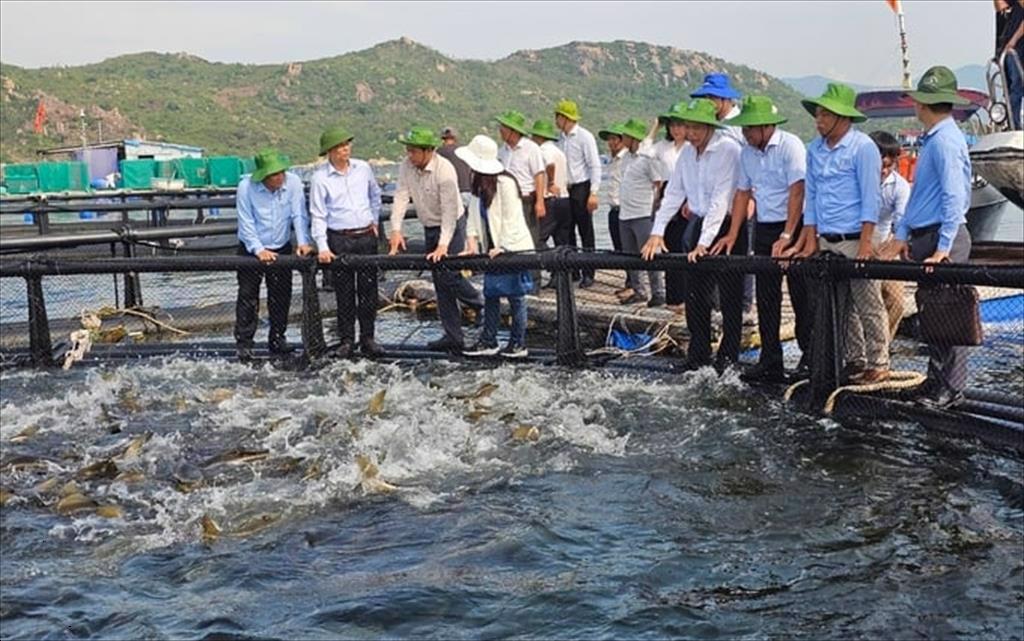 Khanh Hoa invests VND 545 billion in high-tech marine aquaculture to target $1 billion in seafood exports