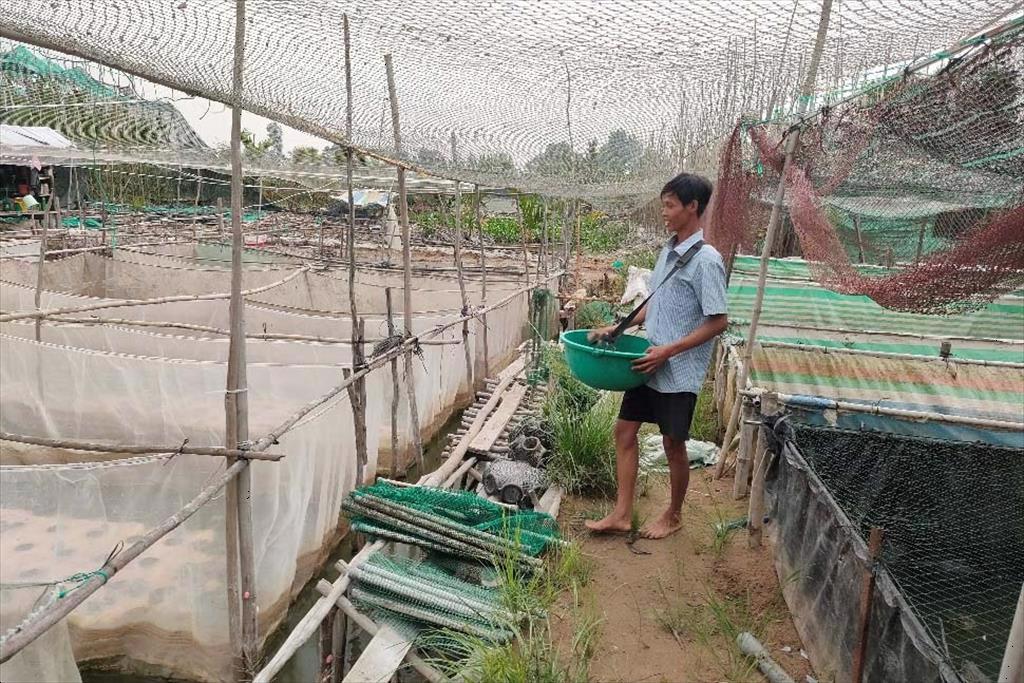 Lãi đậm, công nhàn với mô hình nuôi cá - ếch kết hợp