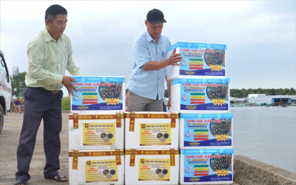 Kiên Giang sản xuất và ương dưỡng hơn 62,6 tỷ con giống thủy sản