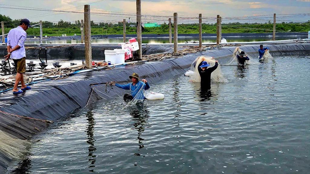 Sóc Trăng sẽ là trung tâm nuôi trồng thủy sản vùng Đồng bằng sông Cửu Long