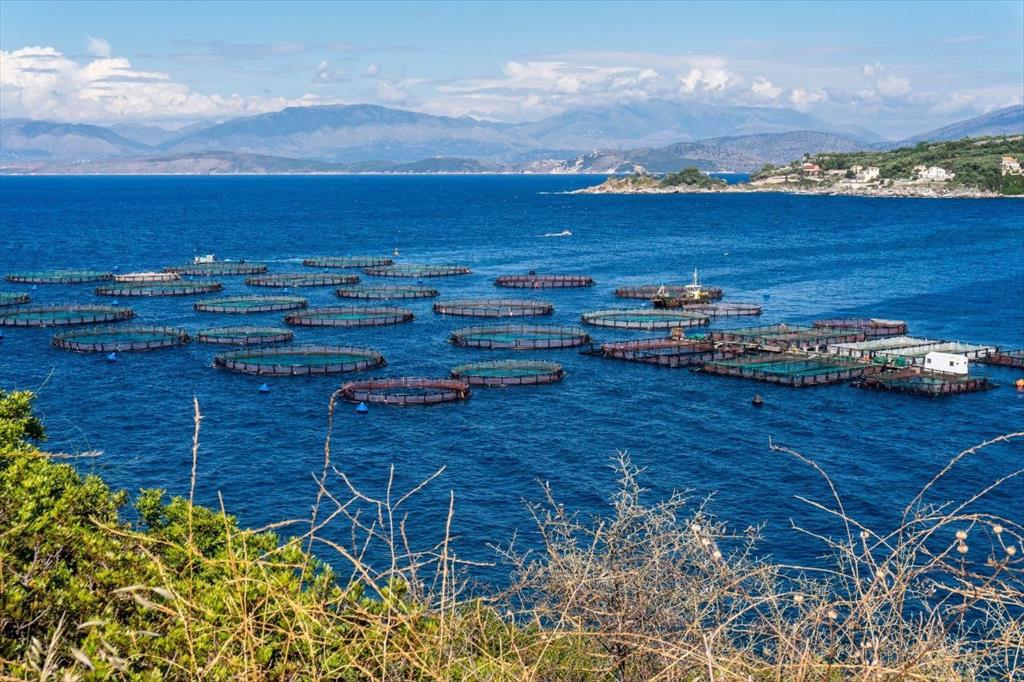 Đà Nẵng giữ vững nhịp độ phát triển ngành nuôi trồng thủy sản