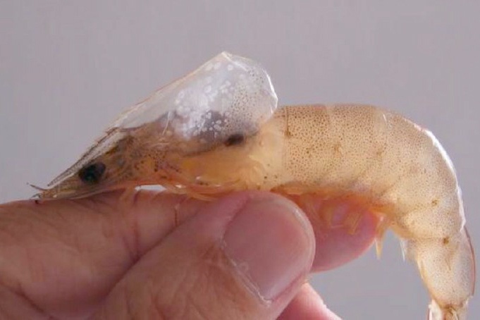 Phòng bệnh khi tôm nuôi bị bệnh đốm trắng 