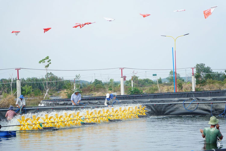 Nắng nóng xen mưa, Sóc Trăng tăng cường giải pháp bảo vệ tôm nuôi