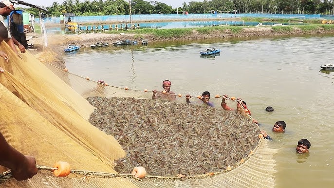 Ấn Độ Người nuôi tôm lao đao vì thiếu điện và lao động 