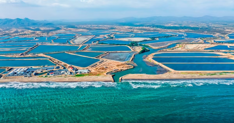 Sự hợp nhất và công nghệ tiếp tục thúc đẩy tăng trưởng tôm của Ecuador  