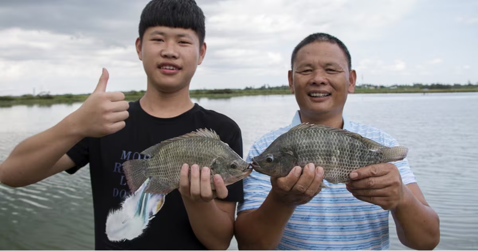 Giá cá rô phi của Trung Quốc tăng nhẹ sau thỏa thuận thuế tạm thời giữa Mỹ và Trung Quốc