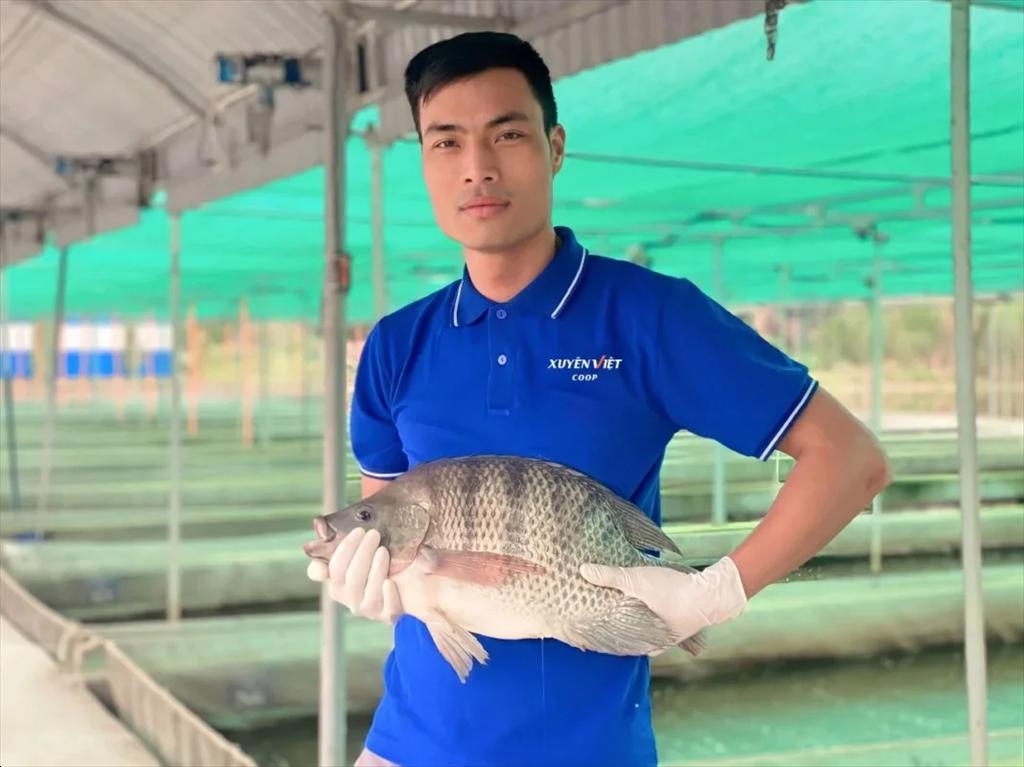 Hải Dương HTX Xuyên Việt nuôi cá rô phi “khủng” bằng công nghệ cao, xuất khẩu sang Mỹ