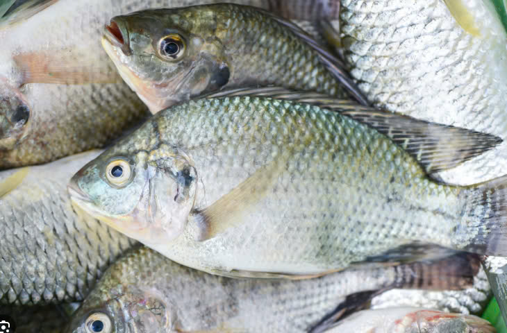 Tra Vinh develops climate-resilient tilapia farming model