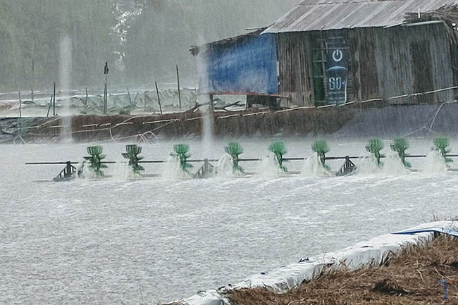 Cảnh báo dịch bệnh trên tôm trong thời tiết giao mùa