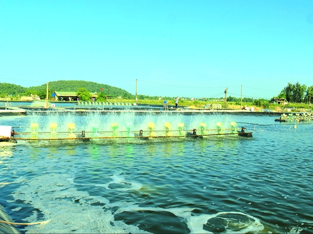 Bình Định Phòng, chống dịch bệnh trên tôm nuôi mùa nắng nóng 