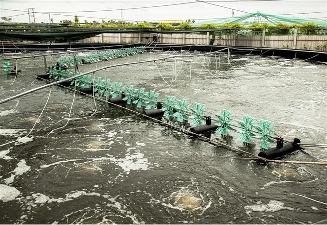 Hậu Giang Khởi động vụ tôm – lúa 