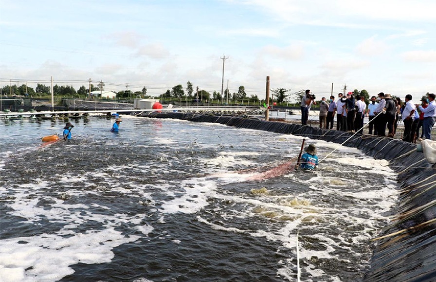 Sóc Trăng Hơn 16.000 ha tôm được thả nuôi, sản lượng ước đạt 35.500 tấn 