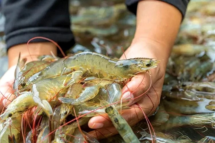 Trung Quốc Ứng dụng năng lượng tái tạo giúp giảm phát thải trong nuôi tôm chân trắng 