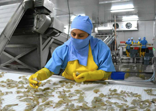 Các nhà đóng gói tôm Ecuador hạ giá bán cho Trung Quốc