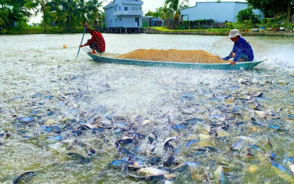 Climate-resilient pangasius farming A sustainable path for Vietnam’s aquaculture