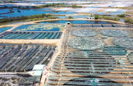 Bac Lieu Province emerges as a model for high-tech shrimp farming