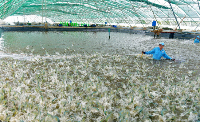 Cà Mau province promotes improved extensive shrimp farming model