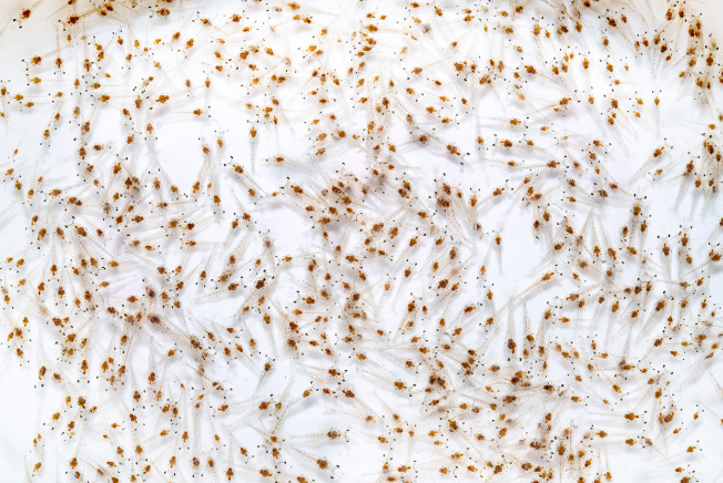 Binh Thuan Province produces 9.58 billion shrimp postlarvae in first five months of 2025