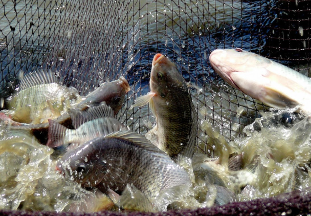 Tra Vinh expands tilapia farming amid shrimp sector challenges