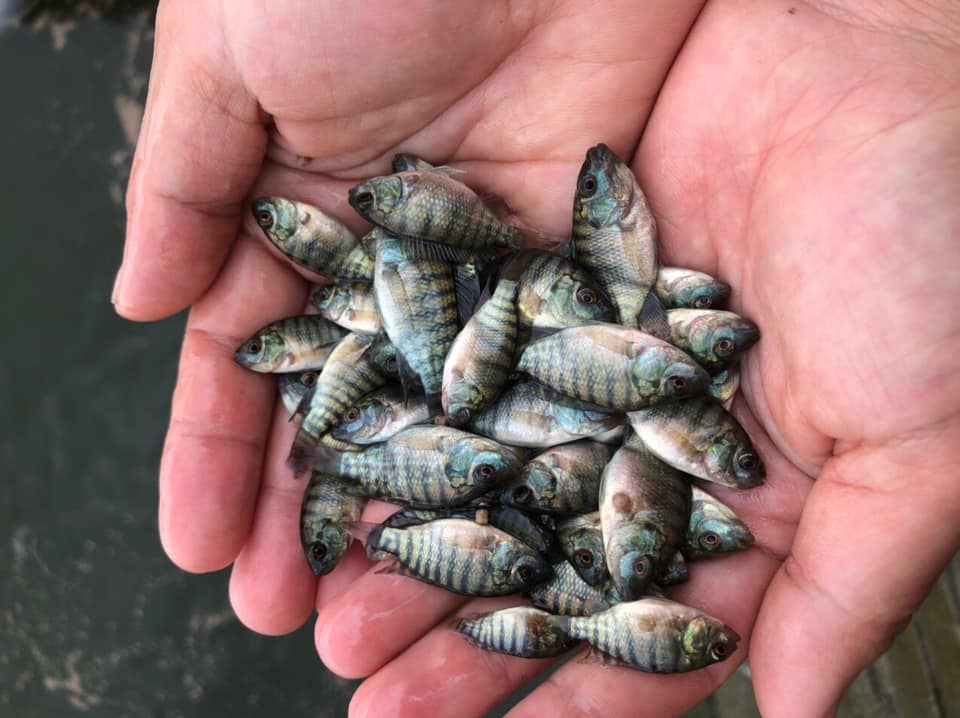 Tuyên Hóa Thả 64 nghìn con cá giống nơi thượng nguồn sông Gianh