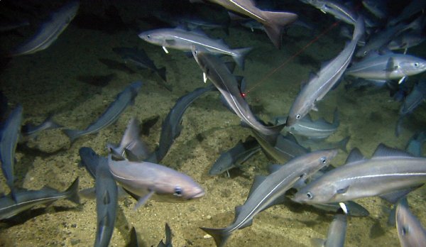 Ngư trường cá saithe Biển Bắc mất nhãn MSC sau khi đánh giá trữ lượng 