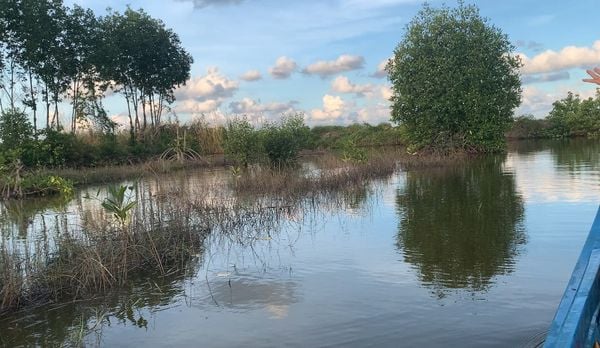 Cà Mau Hiệu quả nuôi tôm quảng canh cải tiến