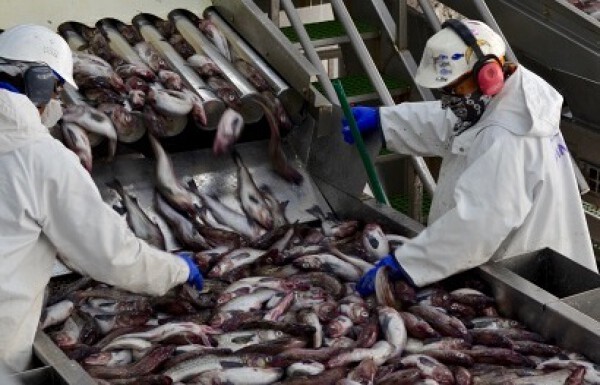 Ngành cá minh thái Alaska thắng đề xuất siết ngư cụ tầng giữa 