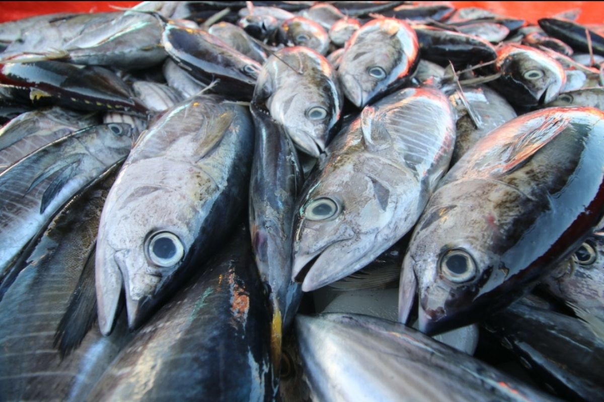 Vietnamese tuna exporters strive to tap into Egyptian market