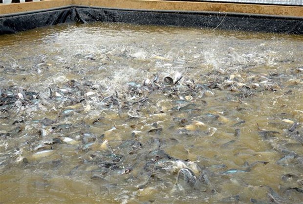 Mekong Delta Pangasius brings significant foreign exchange to the region