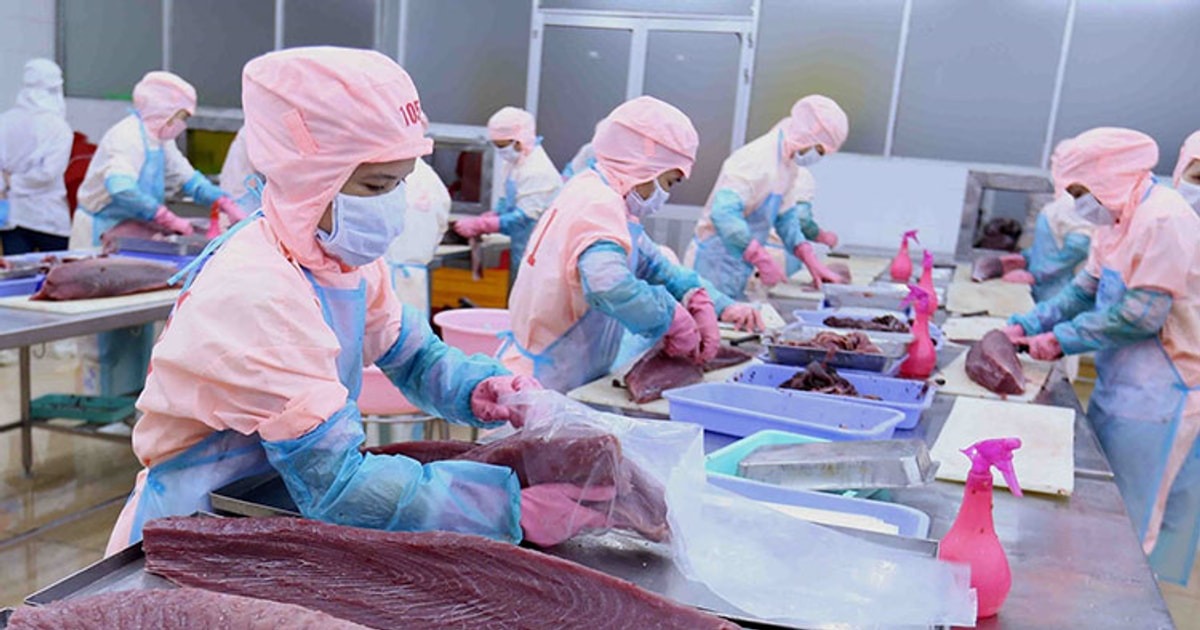 Cạnh tranh gia tăng tại thị trường cá ngừ Tây Ban Nha