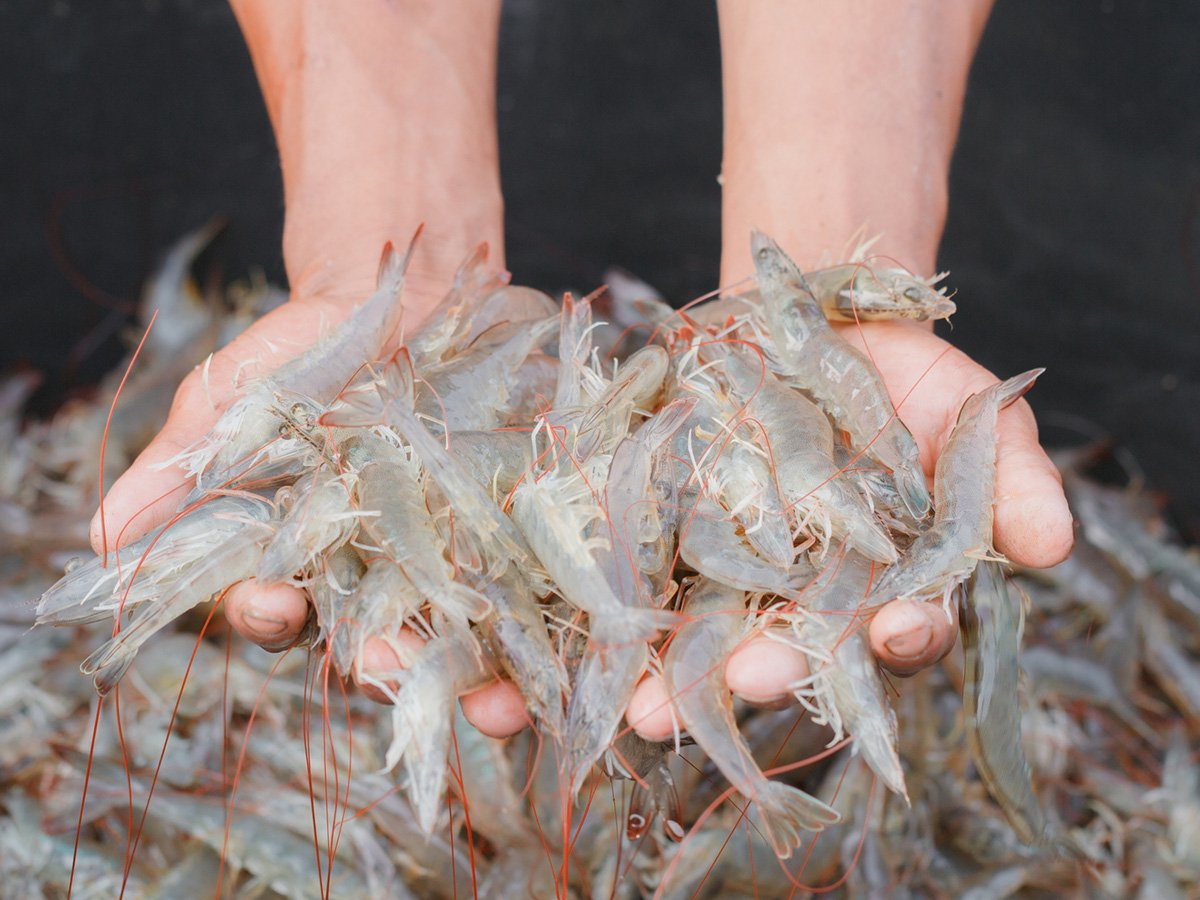 Phòng ngừa bệnh TPD trên tôm nuôi 