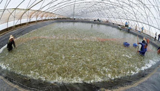 Bến Tre đẩy mạnh nuôi tôm công nghệ cao 