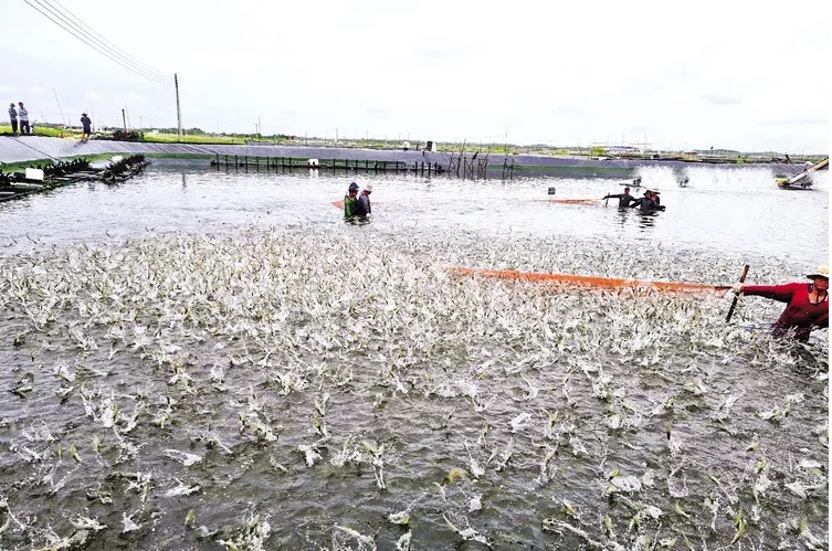 Kiên Giang Cần giải pháp đồng bộ để ngành tôm thâm canh phát triển bền vững 