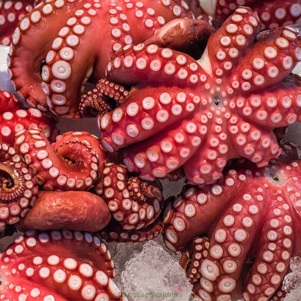 Vietnam’s cephalopod exports maintain steady growth