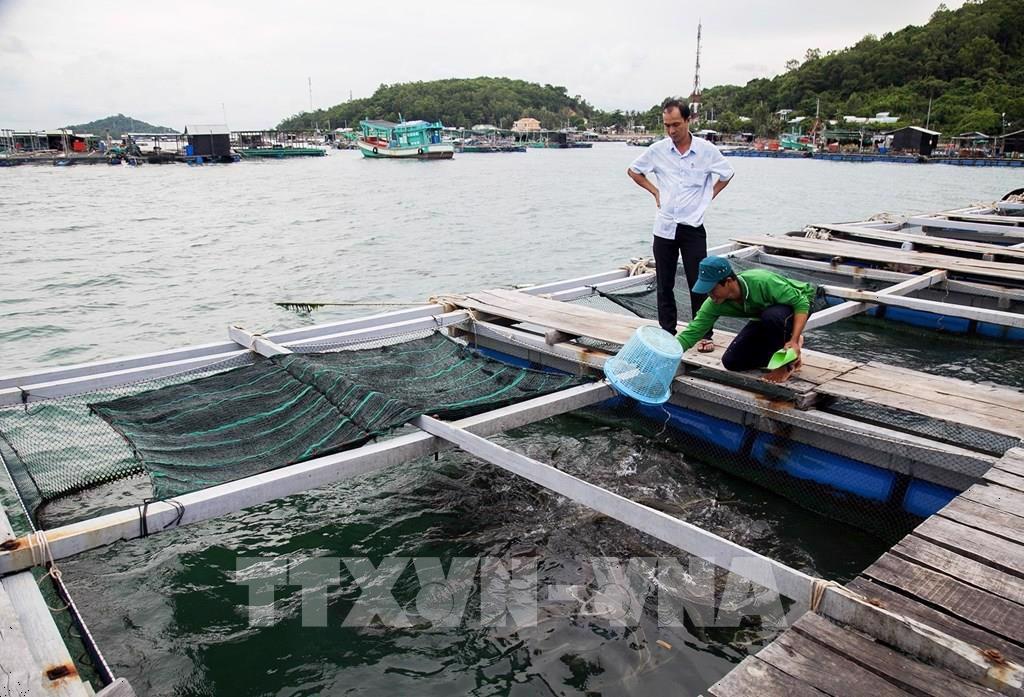 Kien Giang Fisheries surge, production increases impressively