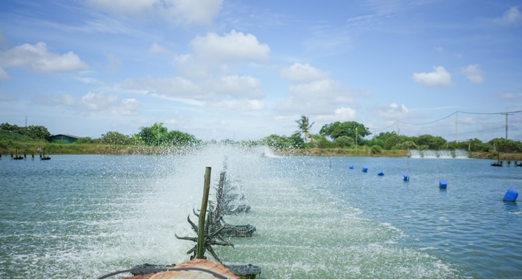 Indonesia đầu tư 1,6 triệu USD chuyển đổi ao tôm bỏ hoang thành ao nuôi cá rô phi