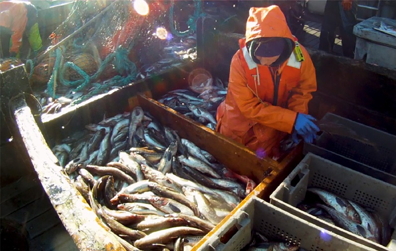 Channel Fish, Trident nhận hợp đồng 2 triệu USD từ USDA để cung cấp cá minh thái Alaska 