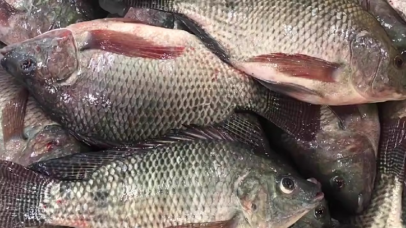 Giá cá rô phi có xu hướng trái chiều ở miền Nam Trung Quốc