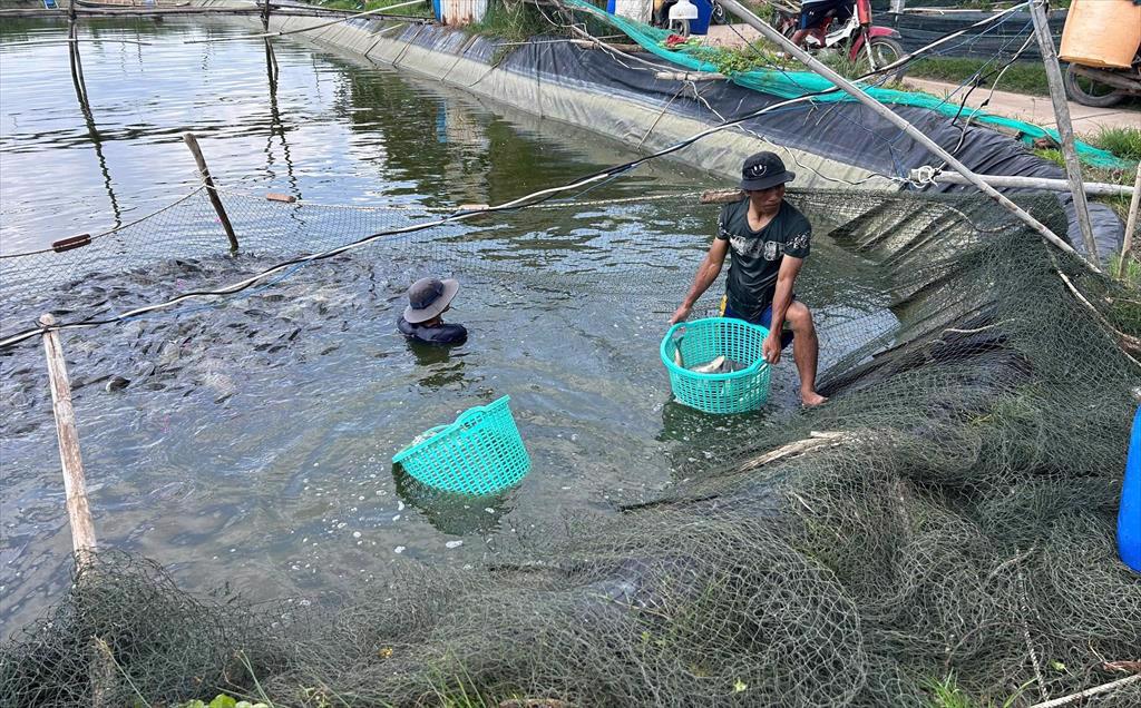 Cá rô phi tăng giá mạnh nhờ xuất sang Mỹ