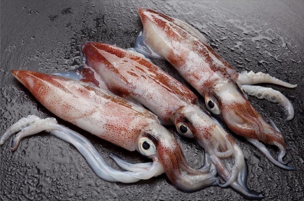 Ngành mực ống toàn cầu đối mặt với khó khăn do ngư trường đánh bắt hạn chế