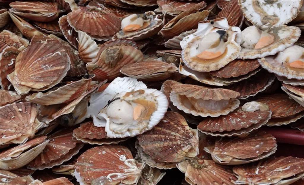 Giá sò điệp Mỹ tăng mạnh do sản lượng khai thác bất ngờ giảm 