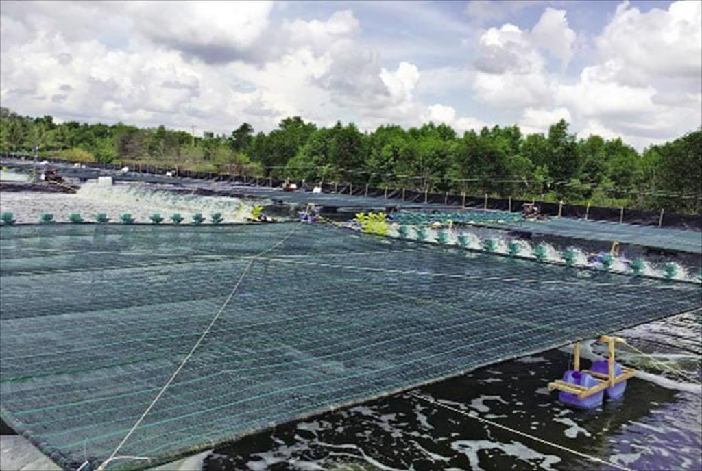 Tăng cường kiểm soát môi trường ao nuôi tôm trong thời tiết nắng nóng