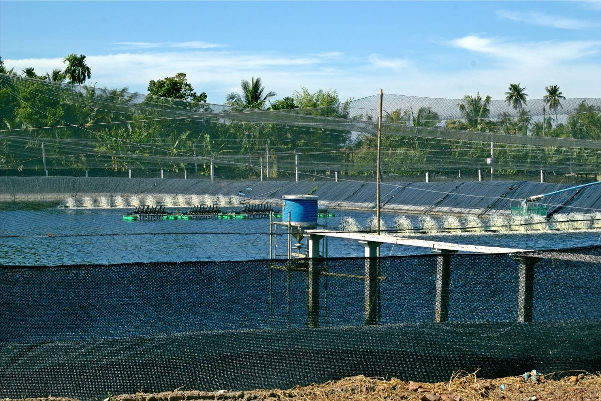 Bạc Liêu phát triển ngành tôm mũi nhọn Công nghệ cao – Giá trị cao