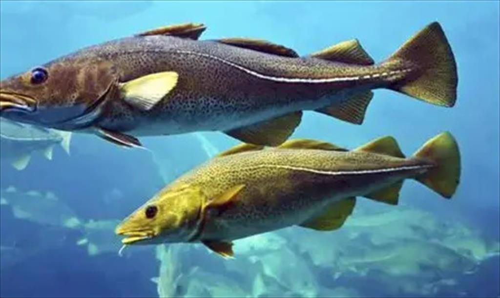 Canada tăng gấp đôi hạn ngạch cá tuyết phương bắc