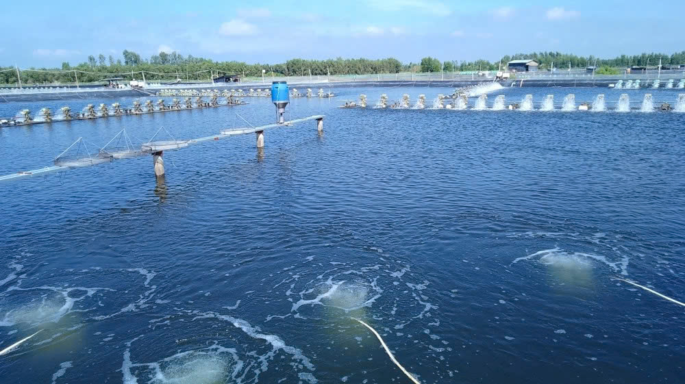 Long đong tôm Việt