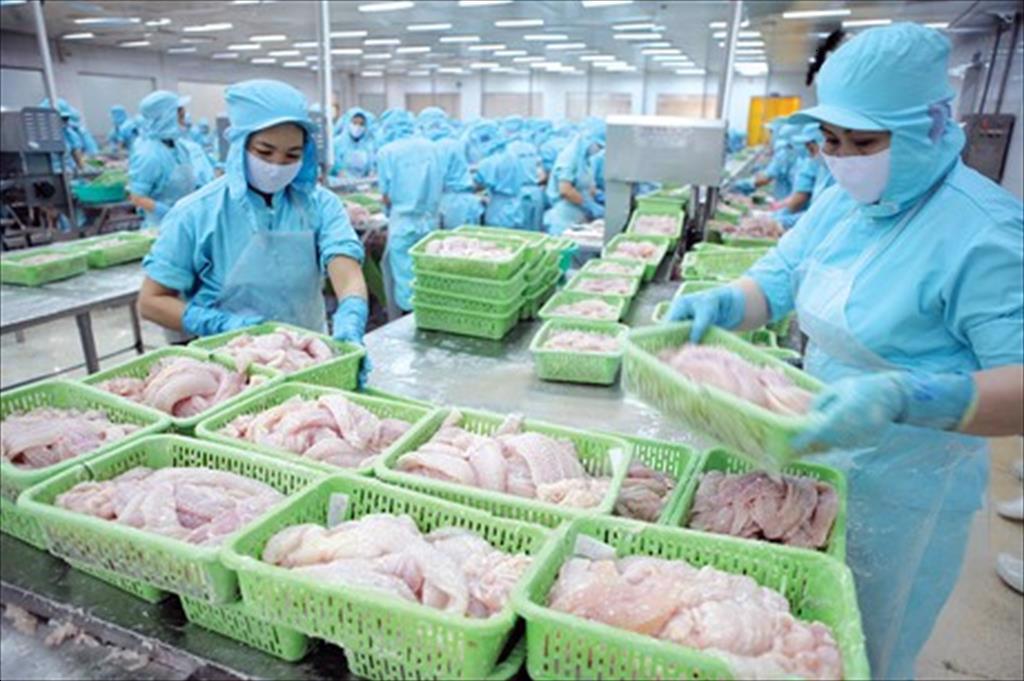 Vietnams Pangasius Adapting to survive and develop amid US policy instability