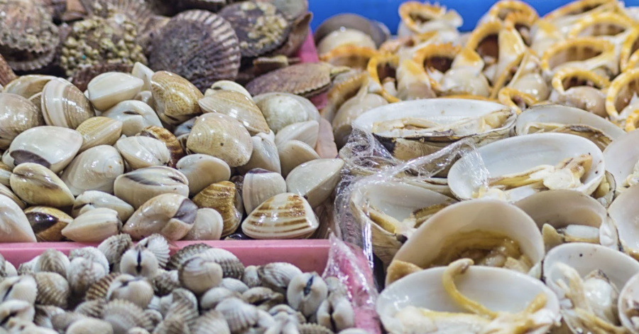 Mollusk production in Vietnam great growth opportunities under pressure