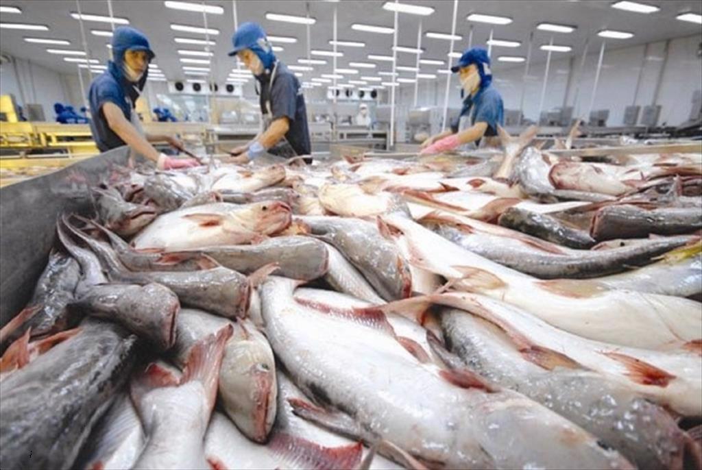 The US grants anti-dumping duty exemptions to 7 Vietnamese pangasius exporters