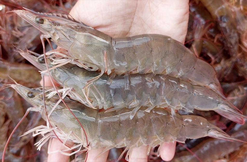 AGRIMINGOLD - trại nuôi tôm đầu tiên của Ecuador tham gia chương trình cải tiến của ASC