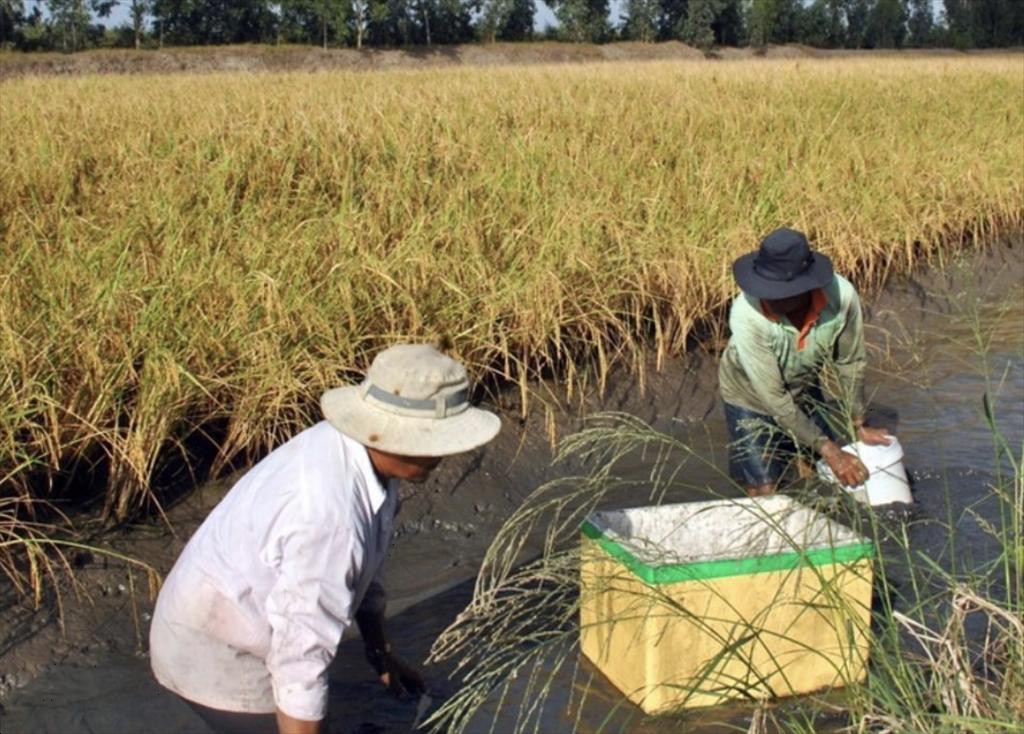 Hậu Giang Tăng diện tích thả nuôi tôm – lúa